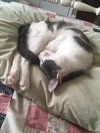 Murphy