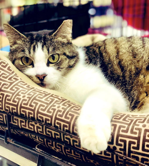 Cracker
