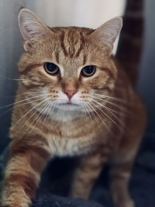 Oscar