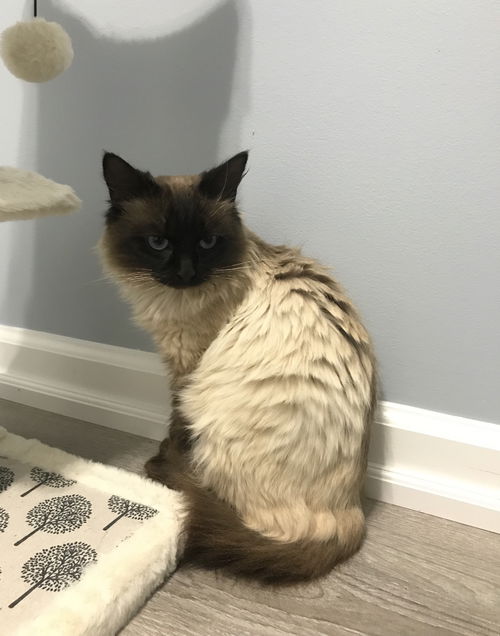 Elliott