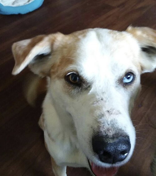 Bowie
