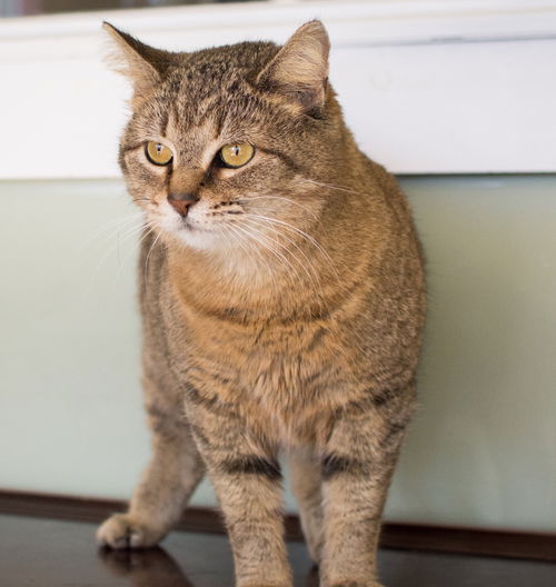 Maggie