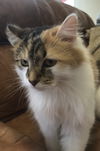 Tippy