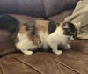 Tippy