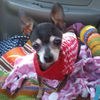 Tinkerbell