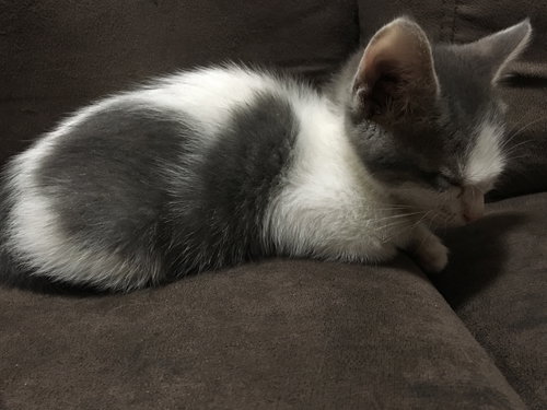 Simon