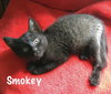 Smokey