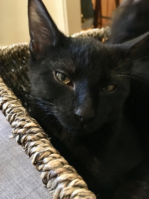 Smokey