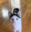 Artemis
