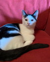 Artemis