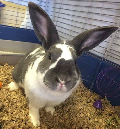 Thumper