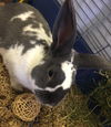 Thumper