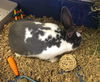 Thumper