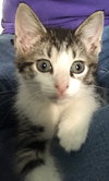 Archie