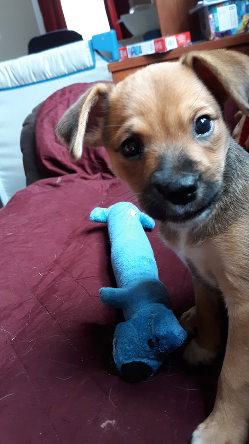Bruno