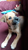 Bruno