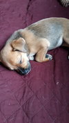 Bruno