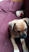 Bruno