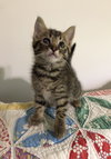 Buckeye