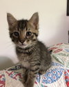 Buckeye