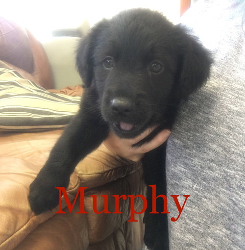 Murphy
