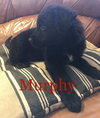 Murphy