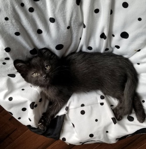 Braxton