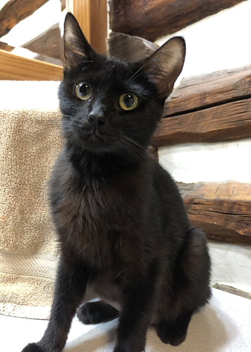 Cocoa Bean