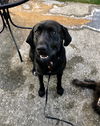 Samson