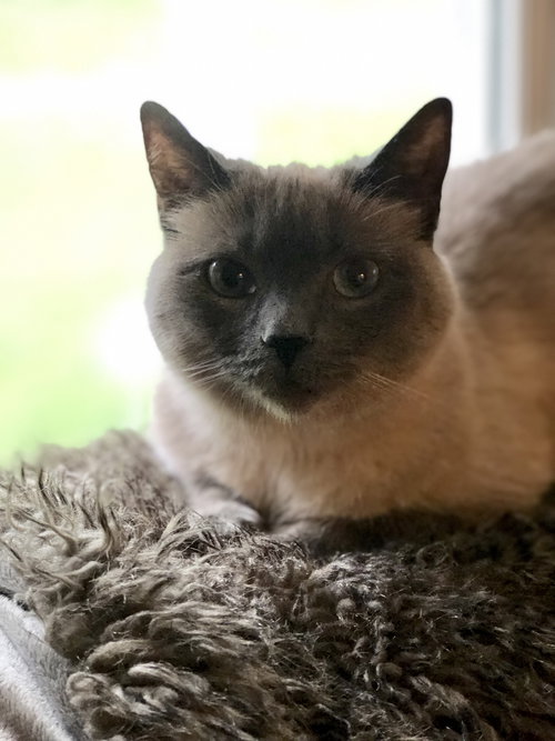 Sophie