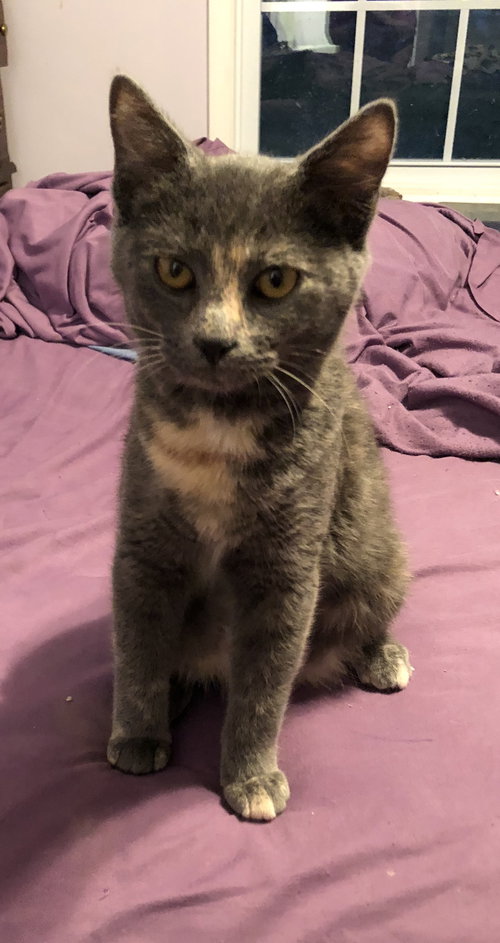 Lyla