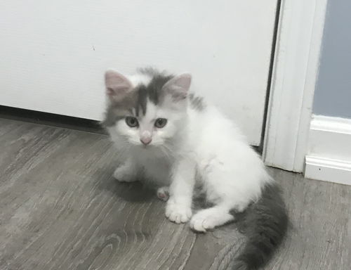 Toby