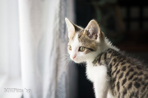 Ziggy