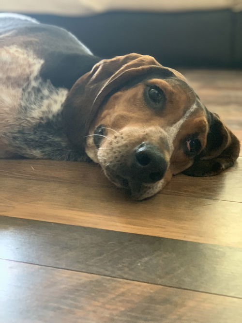 Hank
