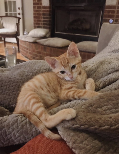 Butterscotch