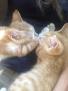 Butterscotch