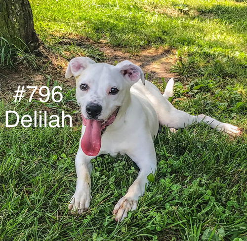 Delilah