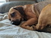 Maisey