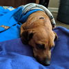 Maisey