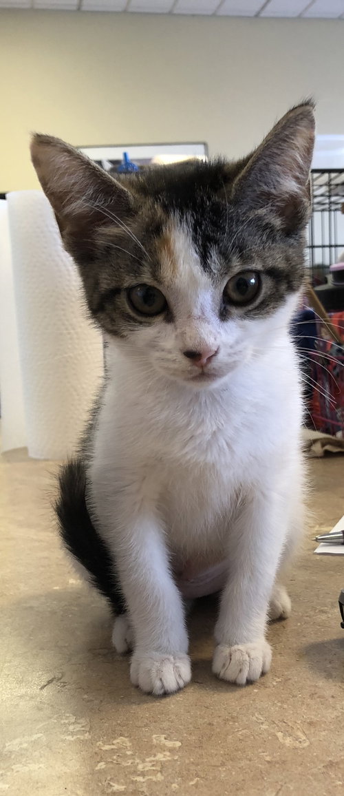 Lyla