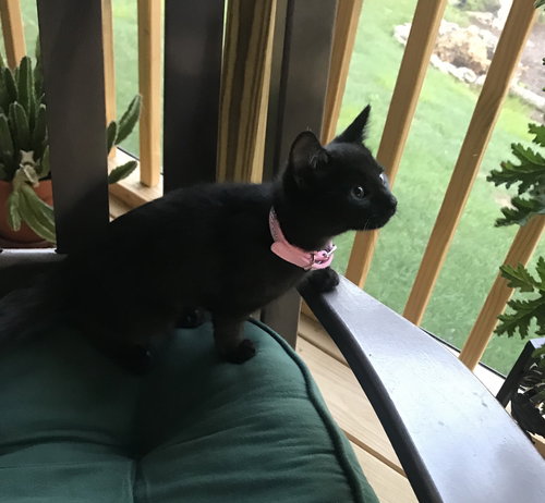 Lyra