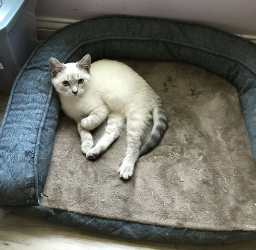 Cora