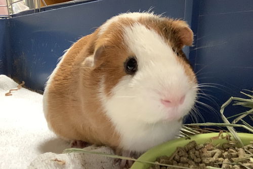 Yoshi