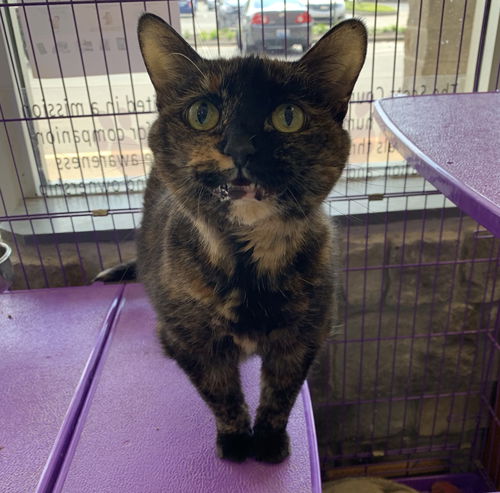 Endora