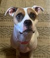adoptable Dog in georgetown, KY named Coco Puff