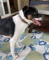 Bruno
