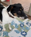 Bruno