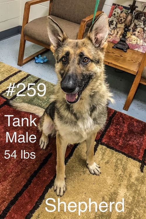Tank