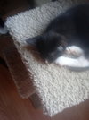 Priss
