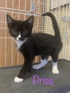 Priss